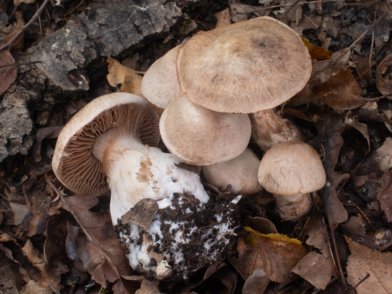 Cortinarius suillonigrescens